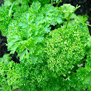 Parsley Seeds 'Triple Curled' A Beautiful Garnish-High in vitamin C(100 - Seeds)