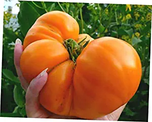 HNM 20 Seeds Amana Orange Tomato Seeds - LY1010