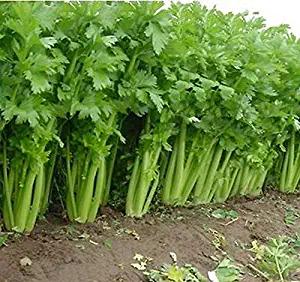 HOT!! - 1000 Tall Utah Celery Apium Graveolens Vegetable Seeds