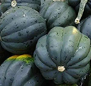 Seeds Table Queen Acorn Squash Bush Winter Beautiful Fruit Garden Get 10 Seeds #EL01YN