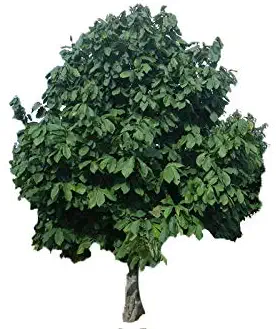 Paw-Paw Tree Asimina triloba Edible Fruit Berry Hardy Heavy Roots - One Trade Gallon Pot - 2 plant by Growers Solution