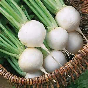 200 Heirloom White Egg Turnip Seeds by Stonysoil Seed Company