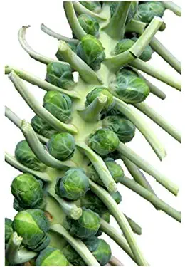 Catskill Brussel Sprout 100+ Seeds Heirloom Sprouts Buy 2 Orders get 1 Free #18