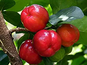 Barbados Cherry Trees Includes (4) Four Plants