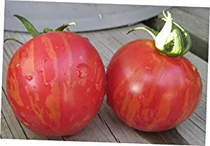 HNM 20 Seeds Pink Vernissage Tomato Seeds - LY1010