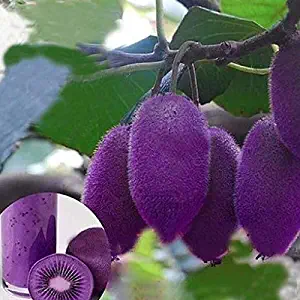 Seed House-KOUYE Rarity 100 Pieces Purple Heart Kiwis Seeds Fruit Seed Hardy Perennial Garden Fruit Plants Seeds Gooseberry Seeds for Home Garden