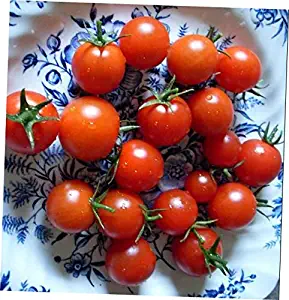 HNM 20 Seeds Red Cherry Tomato Seeds - LY1010