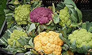 Peel-n-Stick Poster of Colorful Vitamins Cauliflower Healthy Vegetables Vivid Imagery Poster 24 x 16 Adhesive Sticker Poster Print
