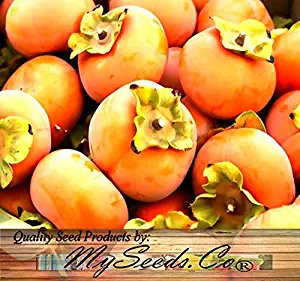 Risalana 10 or 200 x Persimmon - Diospyros virginiana - Fruit Tree Seeds - A+ Taste High Vitamin C Content - Cold Hardy to Zone 6 (Big Pack - 200 Seeds)