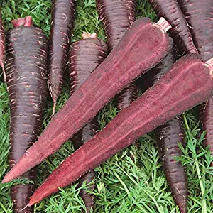 Earth Seeds Co 100 Pcs Carrot Seeds F1 Purple Haze, Very high in Vitamin A Organic Vegetable Seeds Ideal for beds and Borders.