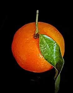 Home Comforts Clementine Citrus Fruit Vitamin C Sweet Fruit Vivid Imagery Laminated Poster Print 11 x 17