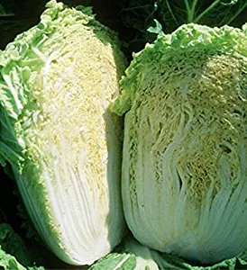 1000 Chinese MICHILI Cabbage Seeds-Non GMO